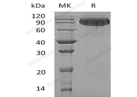 > 97 % as determined by reducing SDS-PAGE.
