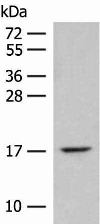 Anti-Human/Mouse ISCU Antibody