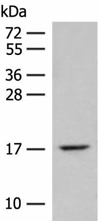 Western blot analysis of Mouse lung tissue lysate using ISCU Polyclonal Antibody at dilution of 1:400