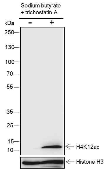 Anti-Human/Rat/Mouse Histone H4 (Acetyl Lys12) Antibody [A106] - ABMIUM