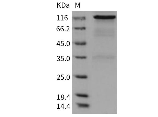 > 85 % as determined by reducing SDS-PAGE.