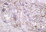 Anti-Human/Mouse/Rat Thioredoxin Antibody [B1017]