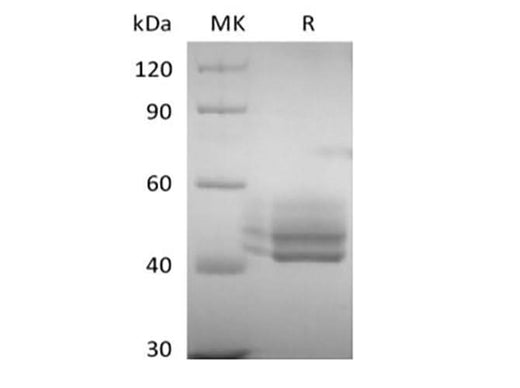 Recombinant Human CD3E&CD3G Heterodimer (C-Fc-6His&C-Fc-Flag) - ABMIUM