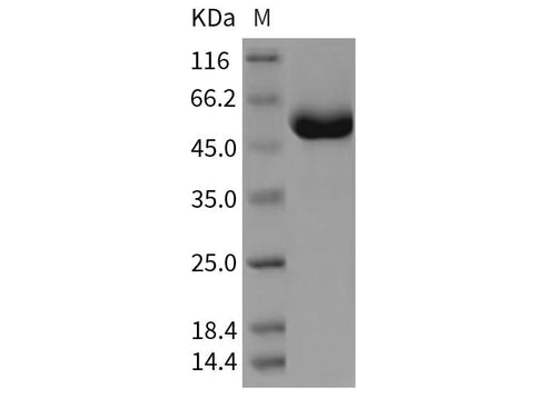 > 95 % as determined by reducing SDS-PAGE.