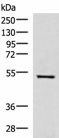 Western blot analysis of HepG2 cell lysate using FDXR Polyclonal Antibody at dilution of 1:1000