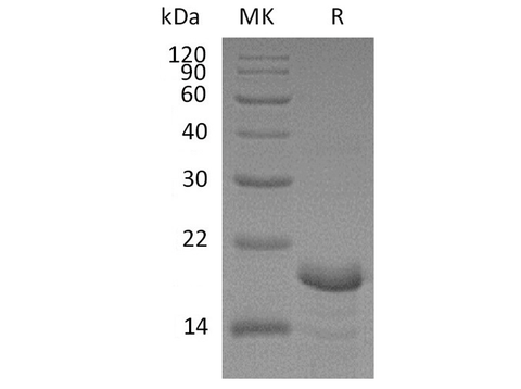 > 95 % as determined by reducing SDS-PAGE.
