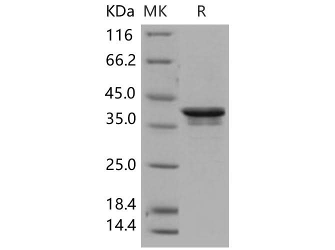 > 80 % as determined by reducing SDS-PAGE.