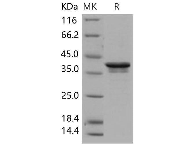 > 80 % as determined by reducing SDS-PAGE.