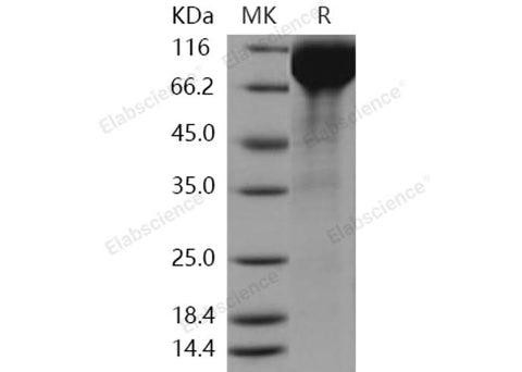 > 90 % as determined by reducing SDS-PAGE.