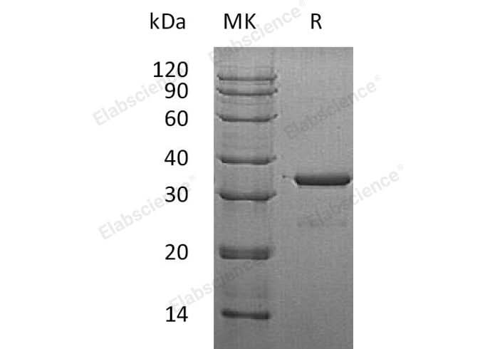 > 94 % as determined by reducing SDS-PAGE.