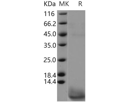 > 90 % as determined by reducing SDS-PAGE.