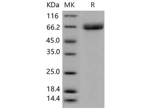 > 97 % as determined by reducing SDS-PAGE.