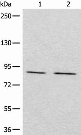 Anti-Human/Mouse/Rat MARK2 Antibody