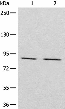 Anti-Human/Mouse/Rat MARK2 Antibody - ABMIUM