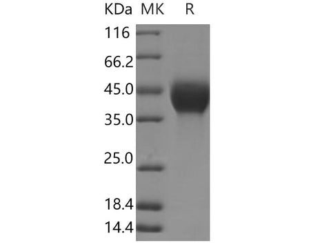 > 95 % as determined by reducing SDS-PAGE.
