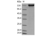 > 95 % as determined by reducing SDS-PAGE.