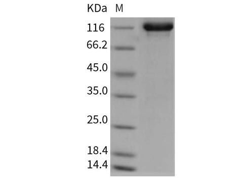 > 95 % as determined by reducing SDS-PAGE.