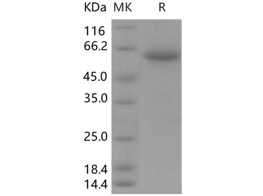 > 85 % as determined by reducing SDS-PAGE.