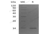 > 95 % as determined by reducing SDS-PAGE.