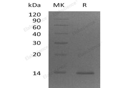 > 95 % as determined by reducing SDS-PAGE.