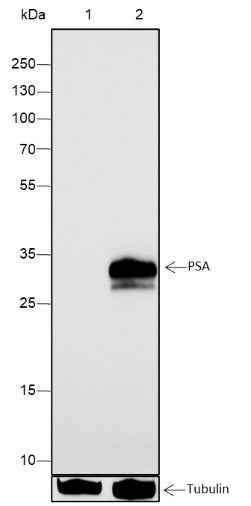 Anti-Human PSA Antibody [A340] - ABMIUM