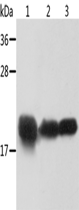 Anti-Human/Mouse/Rat CRYAB Antibody - ABMIUM
