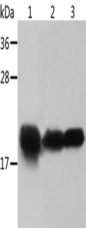 Anti-Human/Mouse/Rat CRYAB Antibody - ABMIUM