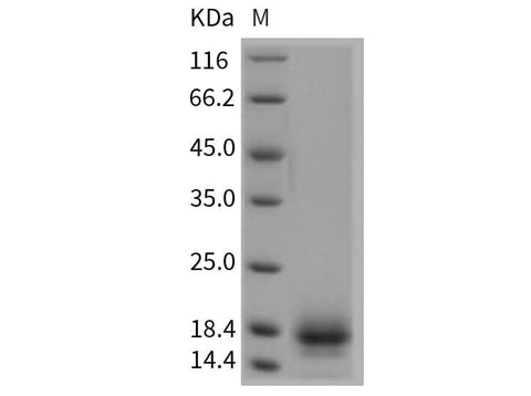> 95 % as determined by reducing SDS-PAGE.