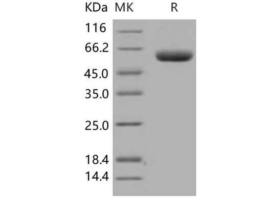 > 98 % as determined by reducing SDS-PAGE.