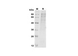 SDS-PAGE analysis of Human FURIN proteins, 2 μg/lane of Recombinant Human FURIN proteins was resolved with SDS-PAGE under reducing conditions, showing bands at 80-90 kDa.