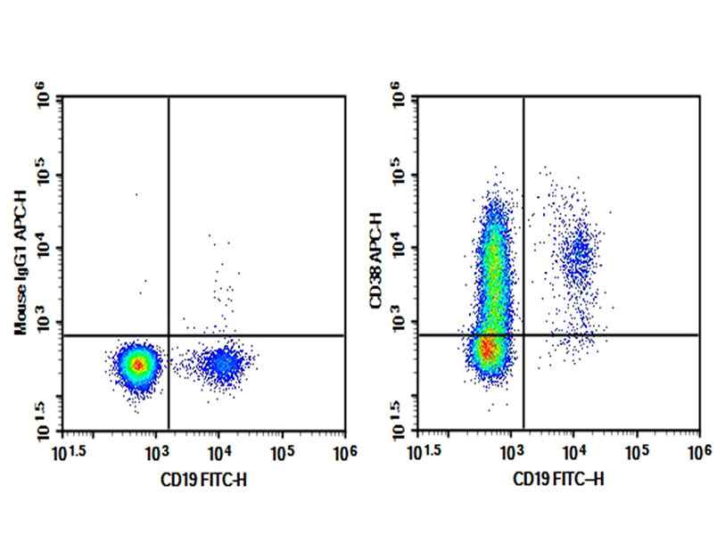 Anti-Human CD38 Antibody [HB-7] - ABMIUM