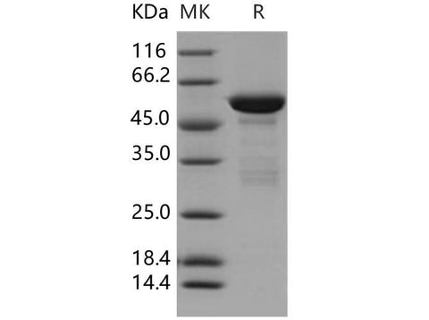 > 88 % as determined by reducing SDS-PAGE.