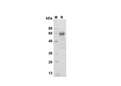 SDS-PAGE analysis of Mouse CD27/TNFRSF7 proteins , 2 μg/lane of Recombinant Mouse CD27/TNFRSF7 proteins was resolved with SDS-PAGE under reducing conditions , showing bands at 60 kDa.