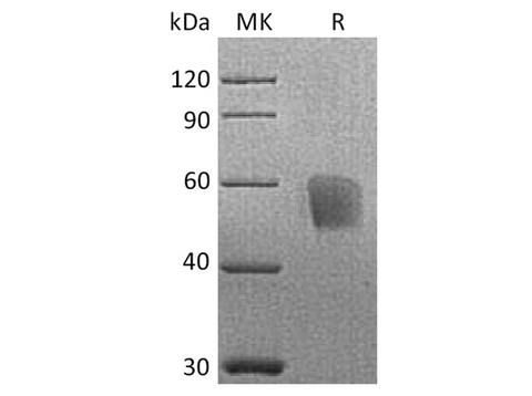 > 90 % as determined by reducing SDS-PAGE.