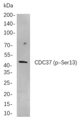 Anti-Human/Mouse/Rat Cdc37 Antibody [B796]