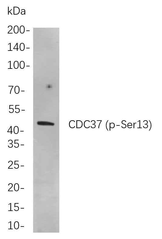 Anti-Human/Mouse/Rat Cdc37 Antibody [B796]
