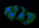 Anti-Human RELT Antibody [A1031] - ABMIUM