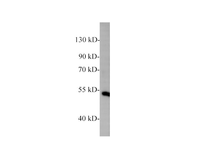 Western blot of Zebrafish whole lysates with anti-NF-KB rabbit polyclonal antibody at dilution of 1:1000.