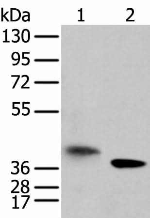Western blot analysis of A172 cell and mouse kidney tissue using LRRC19 Polyclonal Antibody at dilution of 1:450