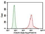 Anti-Human FOLR1 Antibody [LK26] - ABMIUM