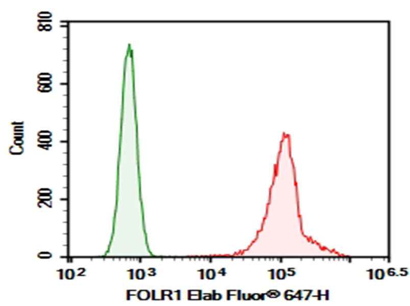 Anti-Human FOLR1 Antibody [LK26] - ABMIUM