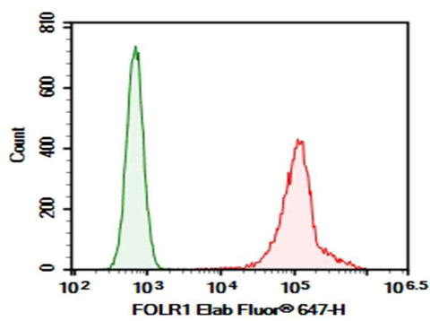 Anti-Human FOLR1 Antibody [LK26] - ABMIUM