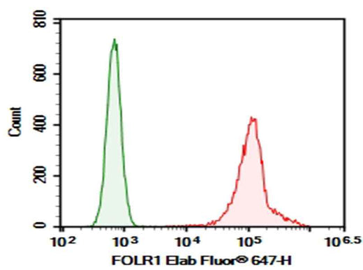 Anti-Human FOLR1 Antibody [LK26] - ABMIUM