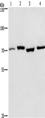 Anti-Human/Mouse/Rat ARNTL Antibody - ABMIUM