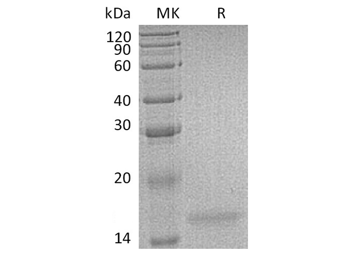 > 98 % as determined by reducing SDS-PAGE.