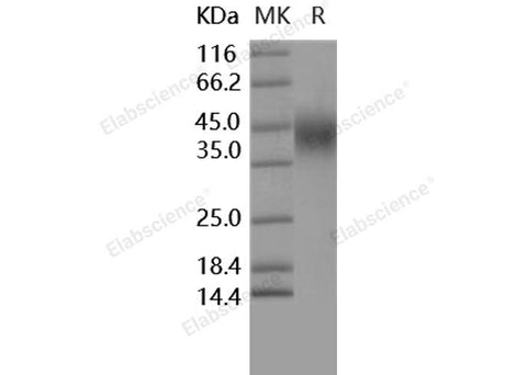 > 95 % as determined by reducing SDS-PAGE.