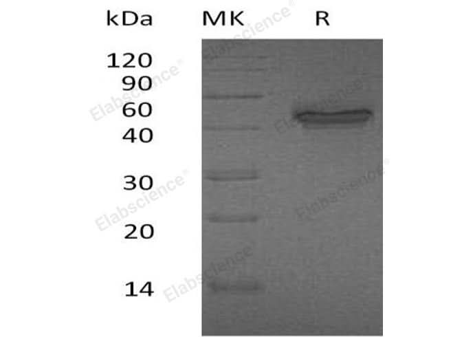 > 95 % as determined by reducing SDS-PAGE.
