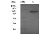 > 95 % as determined by reducing SDS-PAGE.