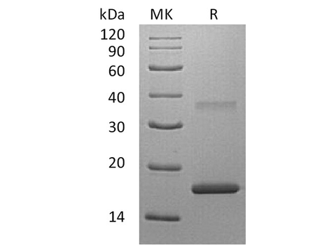 > 95 % as determined by reducing SDS-PAGE.