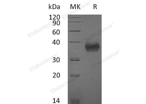 > 97 % as determined by reducing SDS-PAGE.